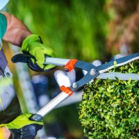 Terceirização-em-Jardinagem-min