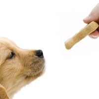 petisco-para-caes-como-escolher (1)