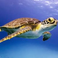 tartaruga (1)