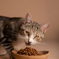 vista-de-um-gato-adoravel-comendo-sua-comida_52683-137882