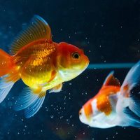 webpc-passthru (3) (1)